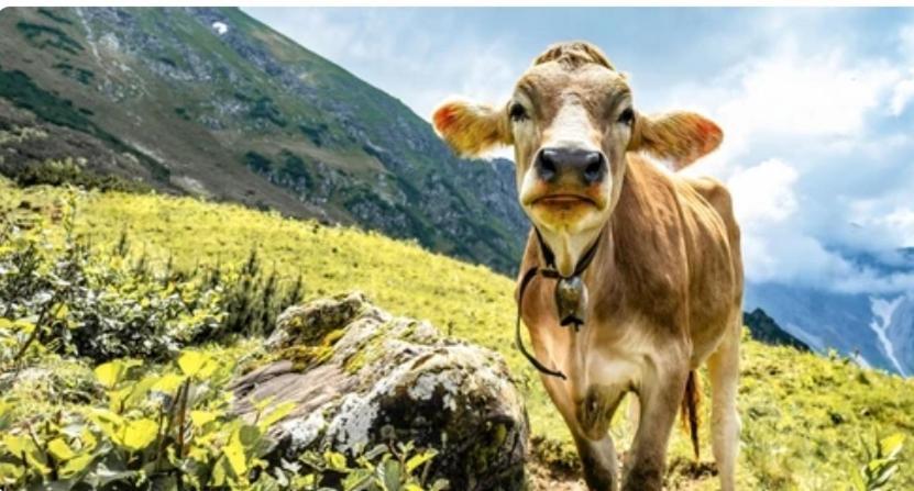 Ferienwohnung Weber Alpenglueck Лехбрук Екстериор снимка